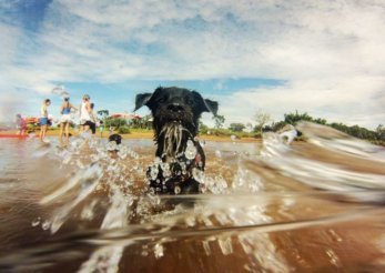 Cachorros se divertem no Parque das Garças, em Brasília - Foto: Álvaro Netinho